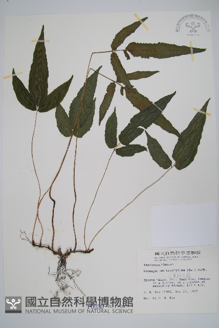 新月蕨藏品圖，第1張