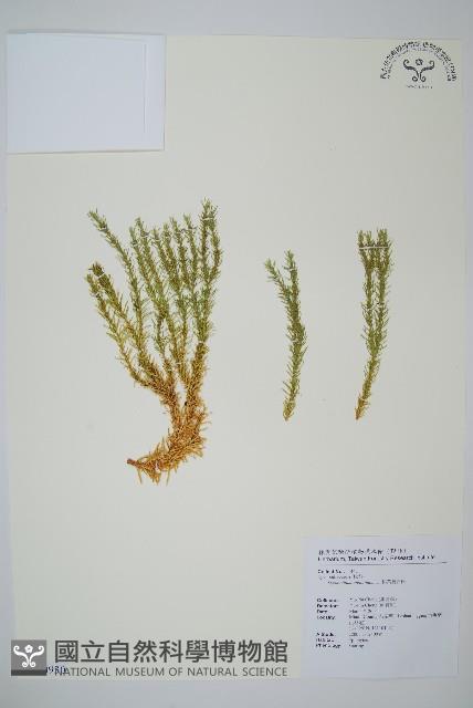 柳杉葉蔓石松藏品圖，第1張