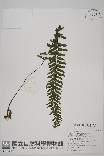 薄葉孔雀鐵角蕨、邊孢鐵角蕨藏品圖，第1張