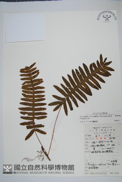 日本水龍骨藏品圖，第1張