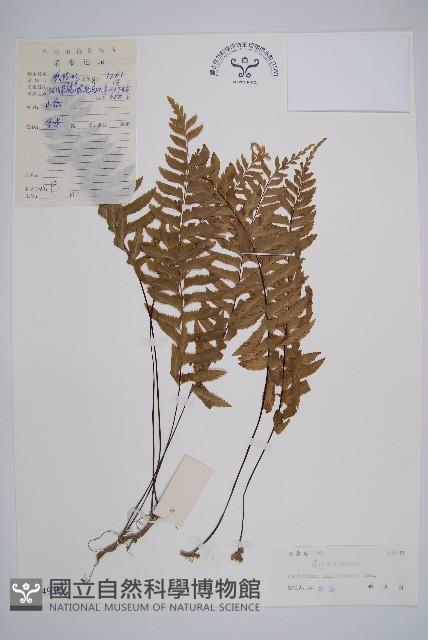 單邊鐵角蕨藏品圖，第1張