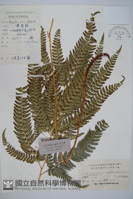 長尾複葉耳蕨藏品圖，第1張