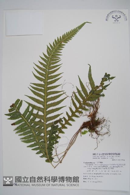 翅軸假金星蕨、短柄卵果蕨藏品圖，第1張
