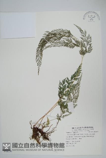 日本金粉蕨藏品圖，第1張