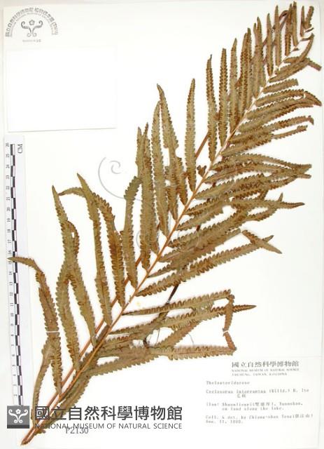 鐵毛蕨、毛蕨藏品圖，第1張