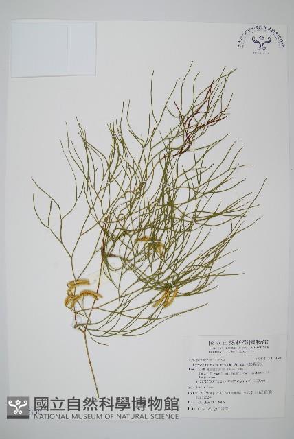 木賊葉石松藏品圖，第1張