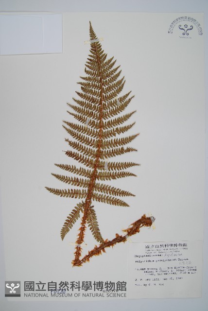 尖葉耳蕨藏品圖，第1張
