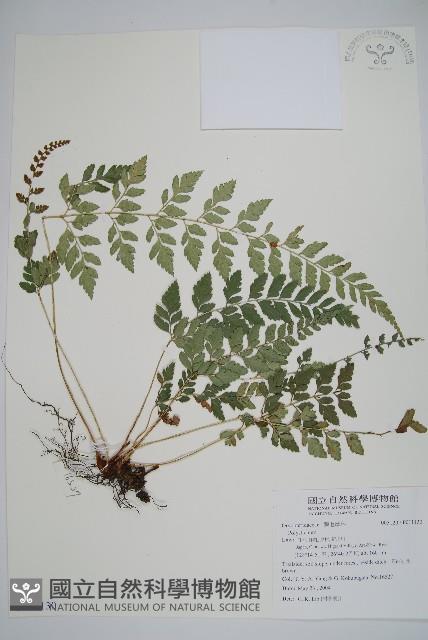 登錄號:P011130藏品圖，第1張