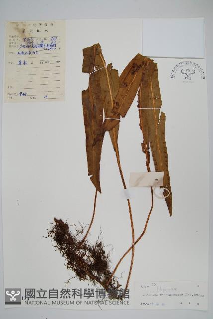 大瓦葦藏品圖，第1張