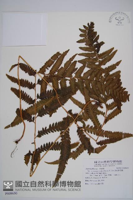 邊緣鱗蓋蕨藏品圖，第1張