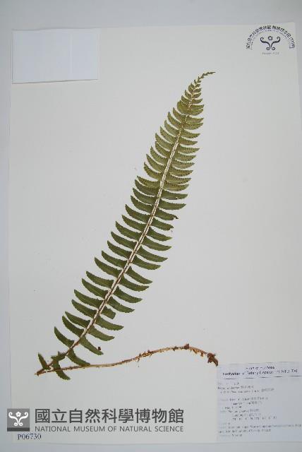 臺東耳蕨藏品圖，第1張
