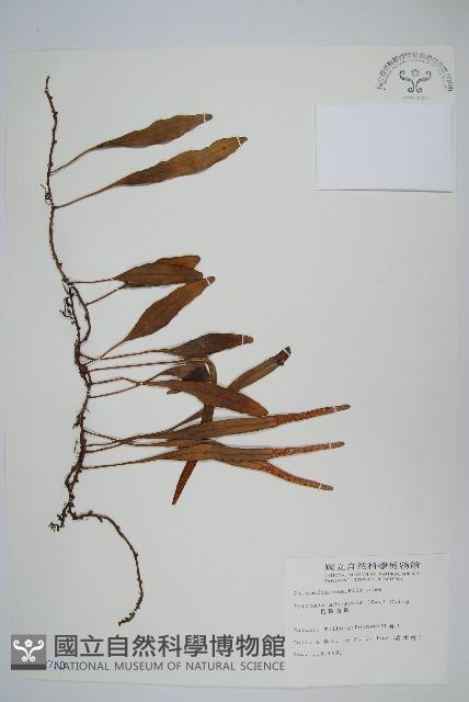 抱樹石葦藏品圖，第1張