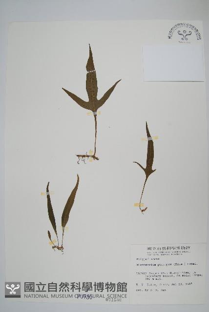 三叉葉星蕨藏品圖，第1張