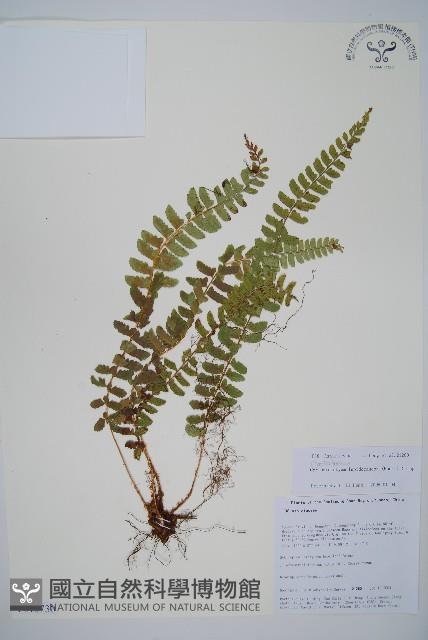 鞭葉蕨藏品圖，第1張