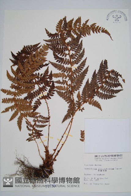 黑鱗耳蕨藏品圖，第1張