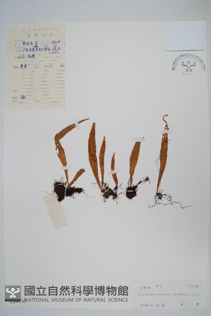 多鱗瓦葦藏品圖，第1張