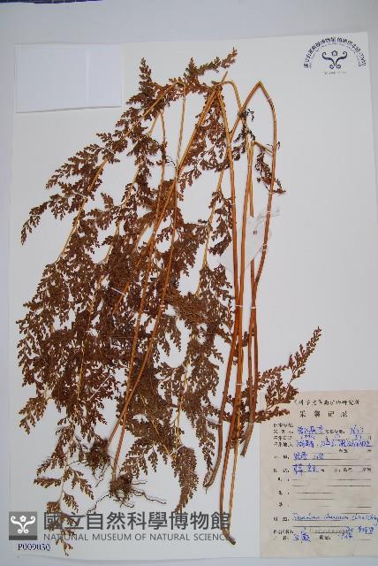 烏蕨藏品圖，第1張