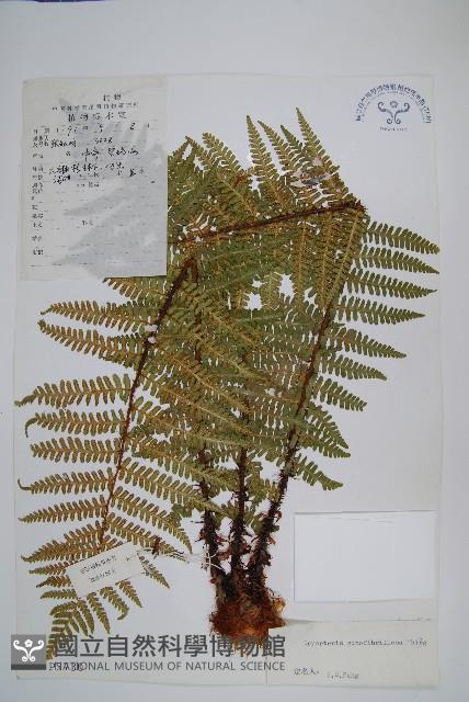 密鱗鱗毛蕨藏品圖，第1張