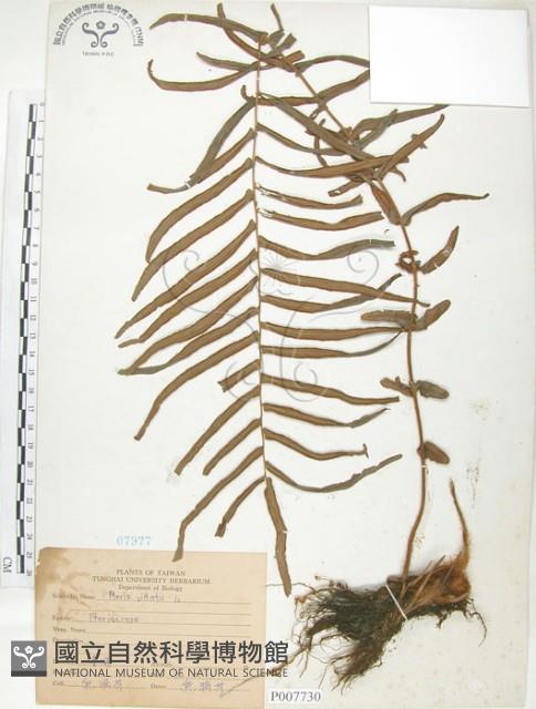 鱗蓋鳳尾蕨藏品圖，第1張