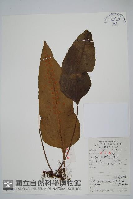 盾蕨藏品圖，第1張