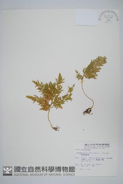 異葉卷柏藏品圖，第1張