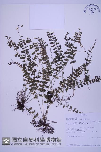 登錄號:P010030藏品圖，第1張