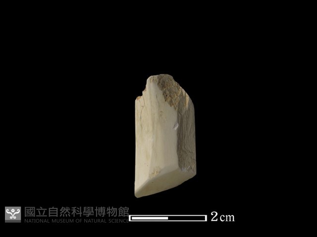 錛鑿形器藏品圖，第1張