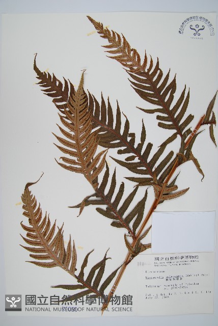 生芽狗脊蕨、頂芽狗脊蕨藏品圖，第1張
