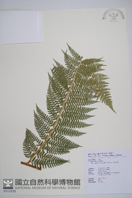 司氏碗蕨藏品圖，第1張