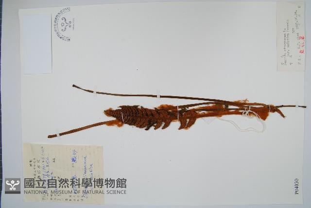 桂皮紫萁藏品圖，第1張