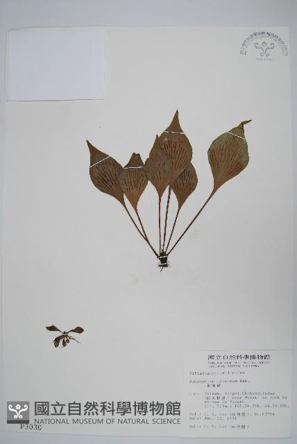 車前蕨藏品圖，第1張