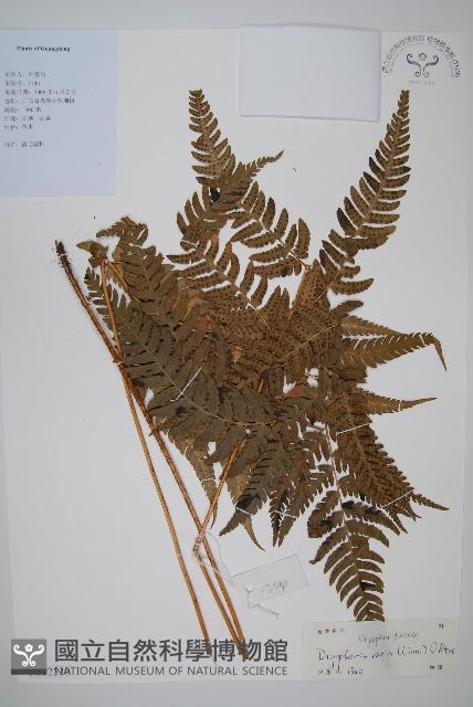 南海鱗毛蕨藏品圖，第1張