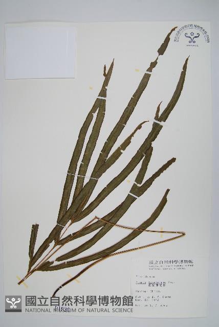 長葉鳳尾蕨藏品圖，第1張