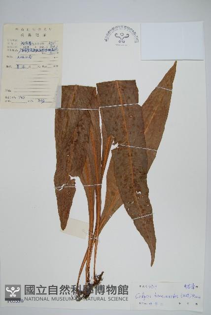 斷線蕨藏品圖，第1張