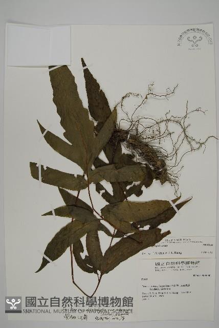 紫柄三叉蕨藏品圖，第1張