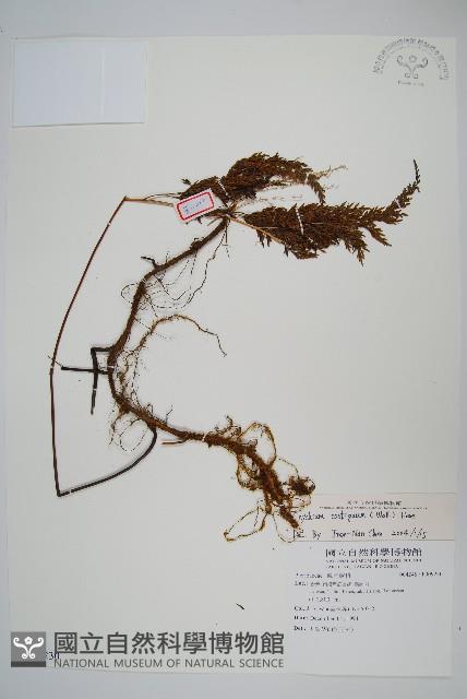 高山金粉蕨藏品圖，第1張