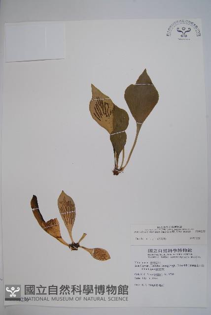 車前蕨藏品圖，第1張