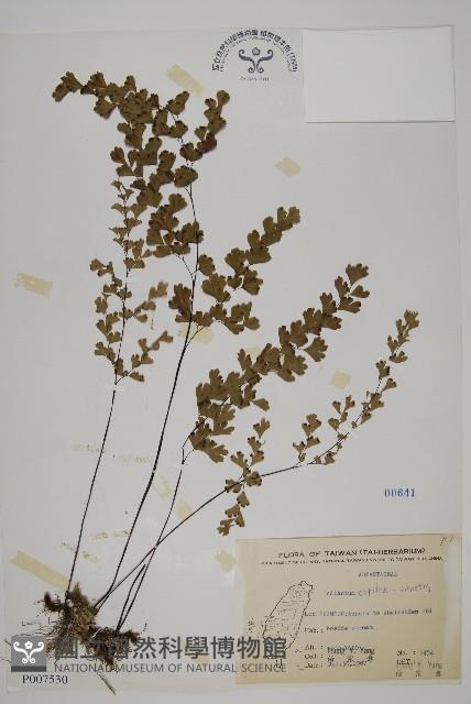 鐵線蕨藏品圖，第1張