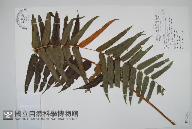 長葉腎蕨藏品圖，第1張