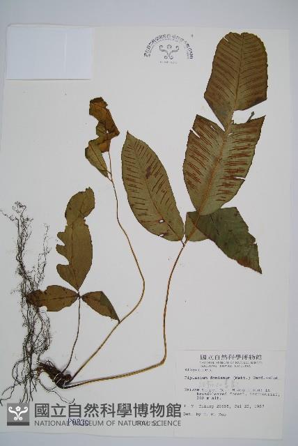 細柄雙蓋蕨藏品圖，第1張