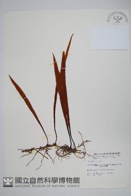 長柄劍蕨藏品圖，第1張