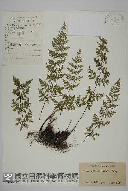 華北粉背蕨藏品圖，第1張