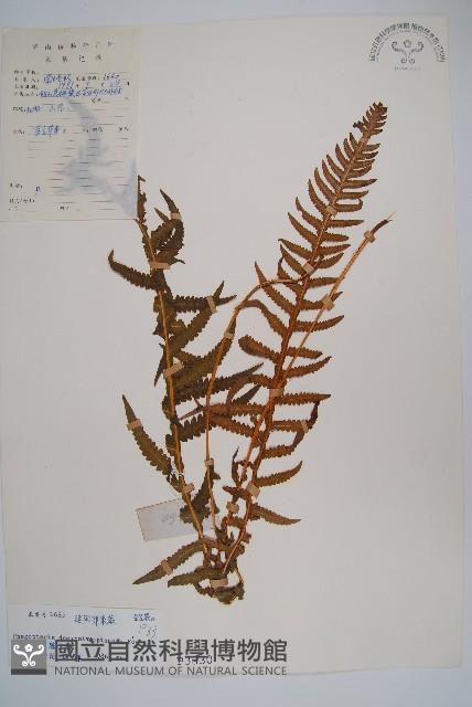翅軸假金星蕨、短柄卵果蕨藏品圖，第1張