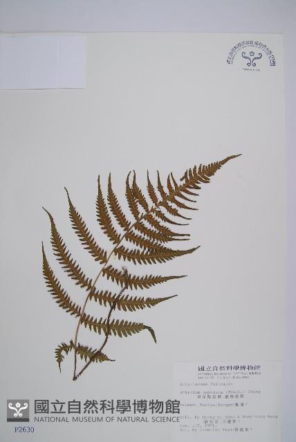 東洋蹄蓋蕨、假蹄蓋蕨藏品圖，第1張