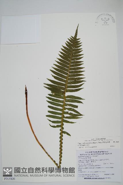 Accession Number:P010630 Collection Image, Figure 1, Total 2 Figures