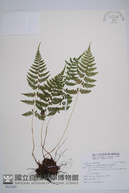 蓬萊蹄蓋蕨藏品圖，第1張