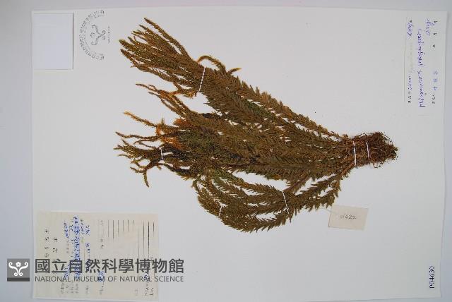 登錄號:P004630藏品圖，第1張