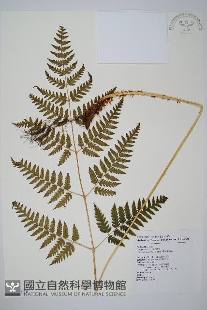 臺東鱗毛蕨藏品圖，第1張