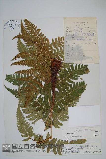 重齒鱗毛蕨藏品圖，第1張