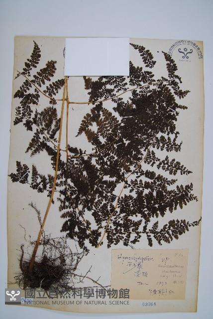 稀子蕨藏品圖，第1張